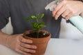hands of man watering a young citrus bonsai at home