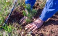 Closeup of hands of a man who is planting a limber pine evergreen seedling tree next to a drip irrigation line