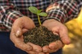 Closeup hands of person holding soil with young plant . Royalty Free Stock Photo