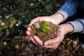 Closeup hands of person holding soil with young plant in hand Royalty Free Stock Photo