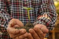 Closeup hands of person holding soil with young plant . Royalty Free Stock Photo