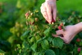 Close-up of hands picking garden raspberries, ripe fresh berry on branch close up Royalty Free Stock Photo