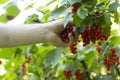 Closeup of hands picking red currant ripe from bush in garden with bright light