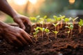 closeup hands planting green seedlings in the soil, organic farming