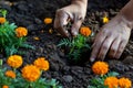 closeup of hands planting marigolds in soil Royalty Free Stock Photo