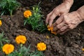 closeup of hands planting marigolds in soil Royalty Free Stock Photo