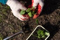 Closeup hands seeding plants in garden in spring