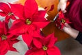 Closeup hands with shears carefully prune red leaves poinsettia. Royalty Free Stock Photo