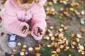 Closeup of hands of toddler girl picking chestnuts in a park on autumn day. Child having fun with searching chestnut and Royalty Free Stock Photo