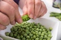 hands of woman peeling fresh organic peas on white table background Royalty Free Stock Photo