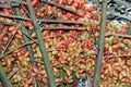 A closeup of hanging bunches of orange and green semi-ripe dates on a date palm Phoenix dactylifera