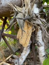 Closeup of hanging dry corns with leaves. Royalty Free Stock Photo