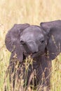 Closeup of a happy elephant calf on the savanna