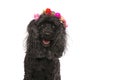 Closeup of a happy poodle wearing flowers crown