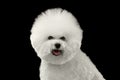 Closeup Happy Purebred White Bichon Frise Dog , isolated Black Background