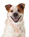 Closeup happy smiling heeler dog