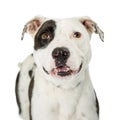 Closeup Happy Smiling Pit Bull Crossbreed