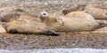 Closeup of Harbor seals laying on the sand of a beach