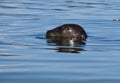 Closeup of a harbour seal head