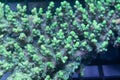 Acropora coral Royalty Free Stock Photo