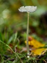 Harefoot mushroom Coprinopsis lagopus