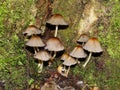 Closeup of a harefoot mushroom Coprinopsis. A mushroom family , on the forest floor with shallow background. Royalty Free Stock Photo