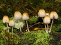 Closeup of a harefoot mushroom Coprinopsis. A mushroom family , on the forest floor with shallow background. Royalty Free Stock Photo