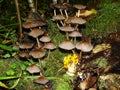 Closeup of a harefoot mushroom Coprinopsis. A mushroom family , on the forest floor with shallow background. Royalty Free Stock Photo