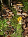 Closeup of a harefoot mushroom Coprinopsis. A mushroom family , on the forest floor with shallow background. Royalty Free Stock Photo