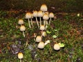 Closeup of a harefoot mushroom Coprinopsis. A mushroom family , on the forest floor with shallow background. Royalty Free Stock Photo