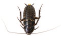 Disgusting Cockroach pest Royalty Free Stock Photo