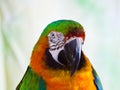 Closeup of Harlequin hybrid macaw.