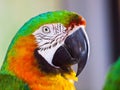 Closeup of Harlequin hybrid macaw.