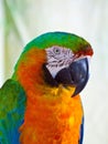 Closeup of Harlequin hybrid macaw.