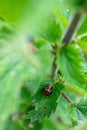 Closeup of a Harlequin ladybird pupa attached to a nettle leaf - invasive species Royalty Free Stock Photo