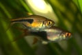 Closeup of Harlequin rasbora fish in an aquarium