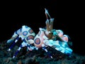 Closeup of harlequin shrimp underwater