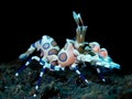 Closeup of harlequin shrimp underwater