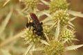 Closeup on a harmless Medieterranean black and yellow scolid wasp, Scolia hirta Royalty Free Stock Photo