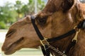 Closeup of a harnessed dromedary camel agaist the blurred background Royalty Free Stock Photo
