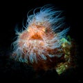 Closeup of Harry Frogfish in dark background Royalty Free Stock Photo