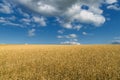 Closeup of harvest of ripe golden wheat rye ears under a clear blue sky in background. Symbol of Ukraine - Ukrainian national blue Royalty Free Stock Photo