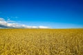 Closeup of harvest of ripe golden wheat rye ears under a clear blue sky in background. Symbol of Ukraine - Ukrainian national blue Royalty Free Stock Photo