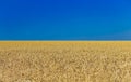 Closeup of harvest of ripe golden wheat rye ears under a clear blue sky in background. Symbol of Ukraine - Ukrainian national blue Royalty Free Stock Photo