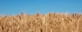 Closeup of harvest of ripe golden wheat rye ears under a clear blue sky in background. Symbol of Ukraine - national blue & yellow Royalty Free Stock Photo