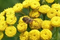 Closeup of a harvestman on yellow flowers (Phalangium opilio) Royalty Free Stock Photo