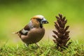 Closeup of a hawfinch male Coccothraustes coccothraustes bird feeding of a pinecone Royalty Free Stock Photo
