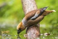 Closeup of a hawfinch male, Coccothraustes coccothraustes, songbird drinking water Royalty Free Stock Photo