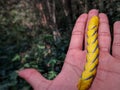 Closeup of a hawk moth caterpillar on a hand Royalty Free Stock Photo