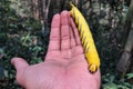 Closeup of a hawk moth caterpillar on a hand Royalty Free Stock Photo